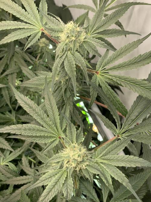 7.Grow: Kmintz & Radical Juice. Week 17 - 4.5./BT 36- Kmintz