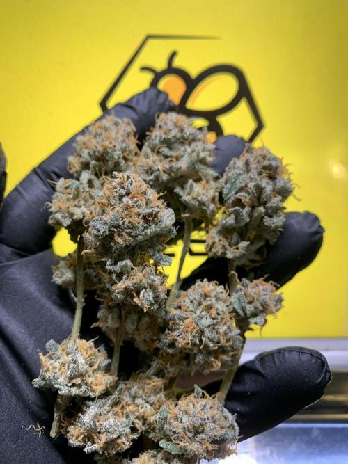 6.Grow: Papayton. Week 24 - P2-9.5.