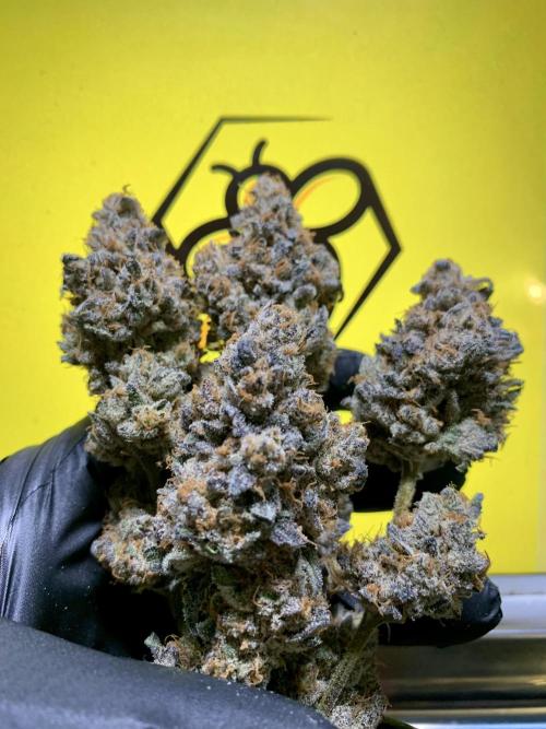 6.Grow: Papayton. Week 24 - P3-9.5.