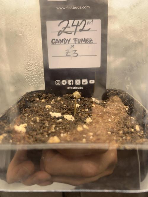 8.Grow: Z42. Week 0 - 10.05