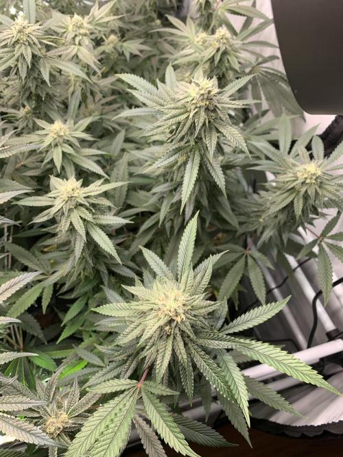 1.Bonsai: Lemon Cherry Runtz✌️. Week 25 - 6.5.