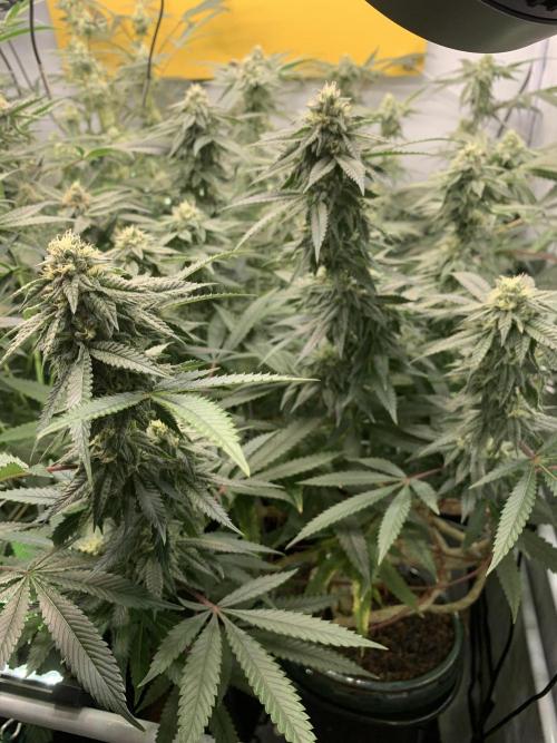 1.Bonsai: Lemon Cherry Runtz✌️. Week 25 - 6.5.