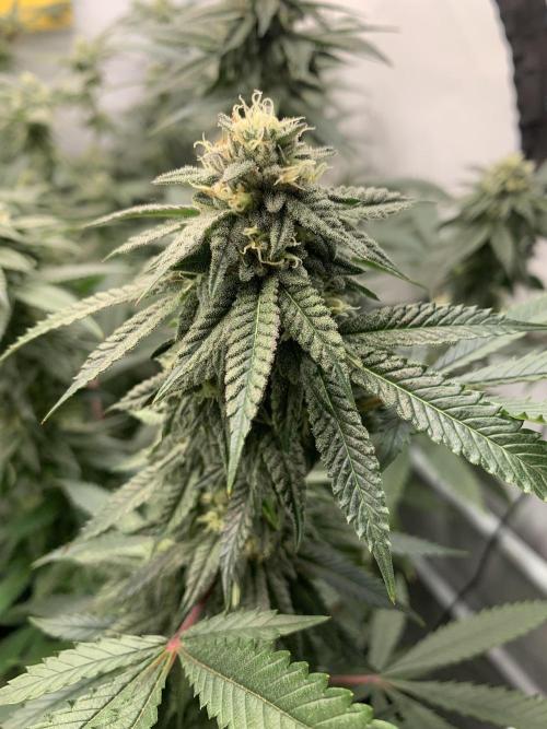 1.Bonsai: Lemon Cherry Runtz✌️. Week 25 - 6.5.