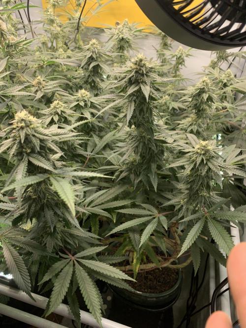 1.Bonsai: Lemon Cherry Runtz✌️. Week 25 - 6.5.