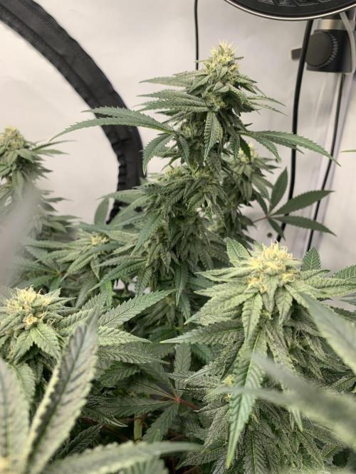 1.Bonsai: Lemon Cherry Runtz✌️. Week 25 - 6.5.