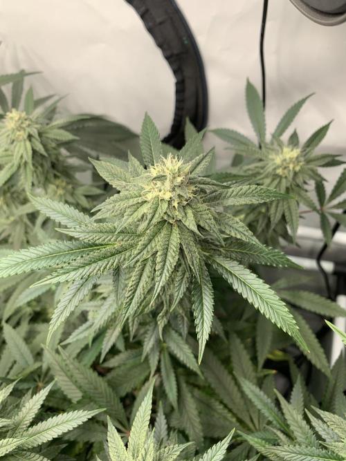 1.Bonsai: Lemon Cherry Runtz✌️. Week 25 - 6.5.