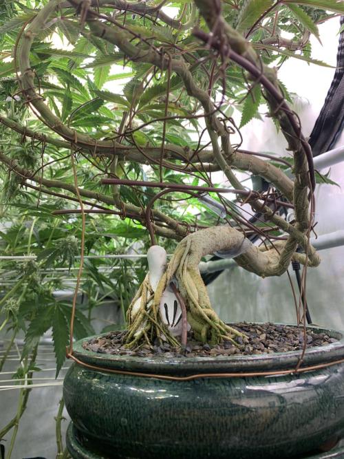 1.Bonsai: Lemon Cherry Runtz✌️. Week 25 - 6.5.
