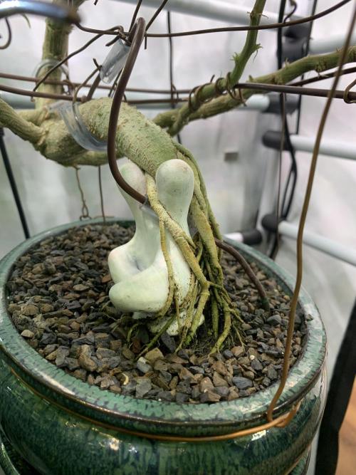 1.Bonsai: Lemon Cherry Runtz✌️. Week 25 - 6.5.