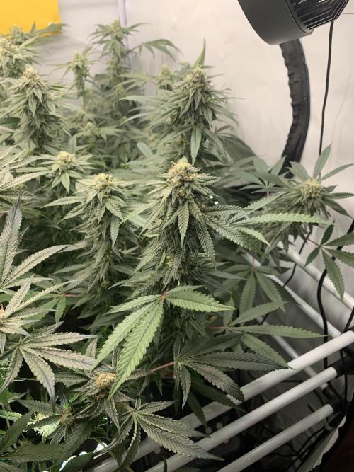 1.Bonsai: Lemon Cherry Runtz✌️. Week 25 - 10.5.