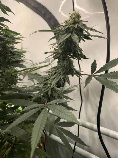 1.Bonsai: Lemon Cherry Runtz✌️. Week 25 - 10.5.