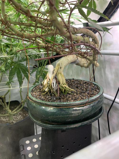 1.Bonsai: Lemon Cherry Runtz✌️. Week 25 - 10.5.