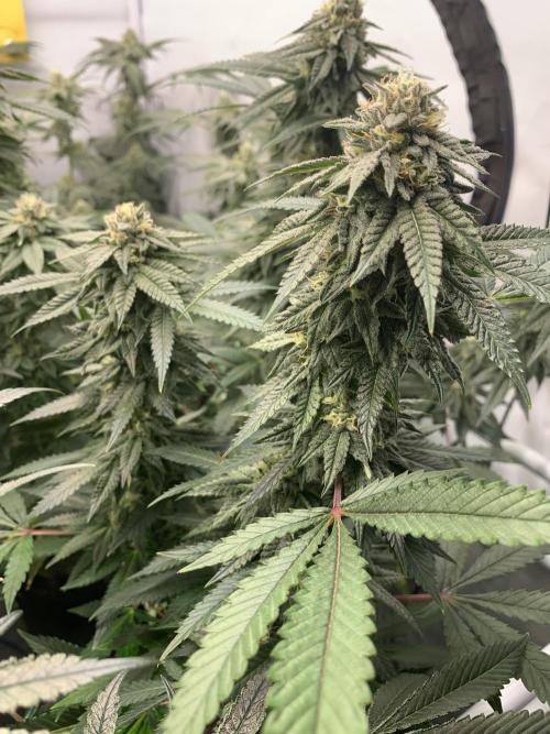 1.Bonsai: Lemon Cherry Runtz✌️. Week 25 - 10.5.
