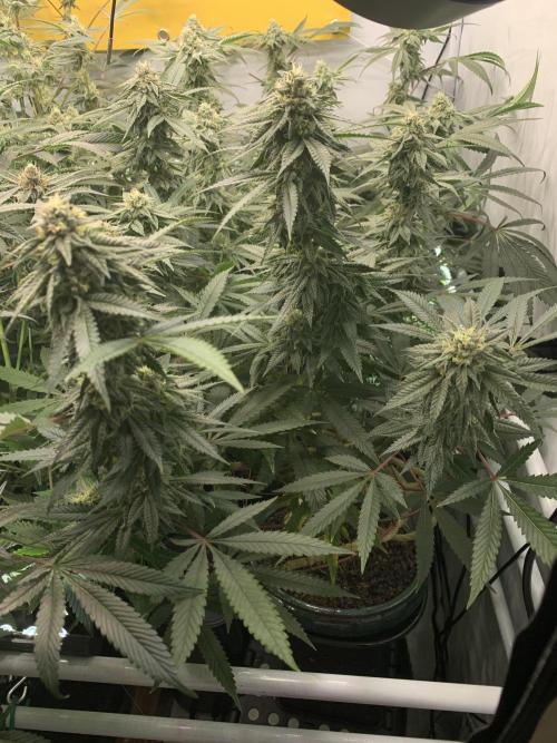 1.Bonsai: Lemon Cherry Runtz✌️. Week 25 - 10.5.