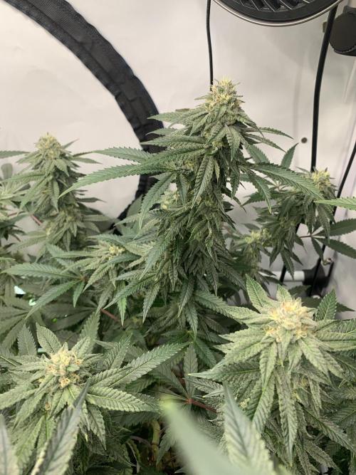 Lemon Cherry Runtz. Week 25