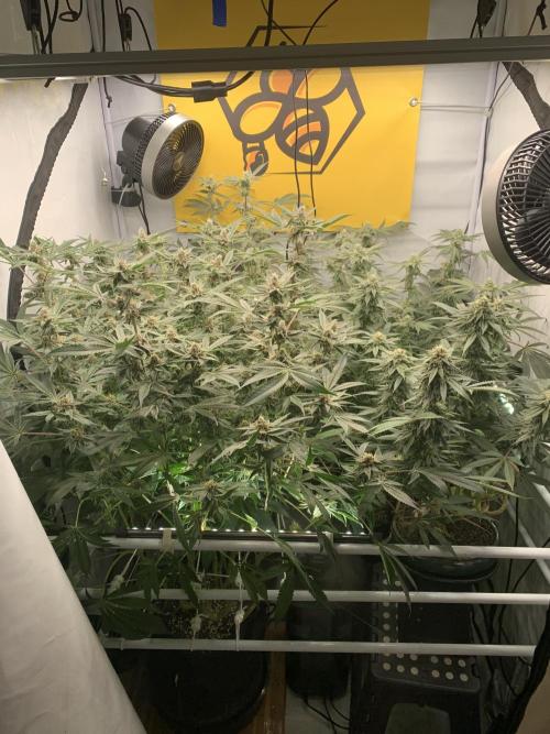 7.Grow: Kmintz & Radical Juice. Week 17 - 10.5.
