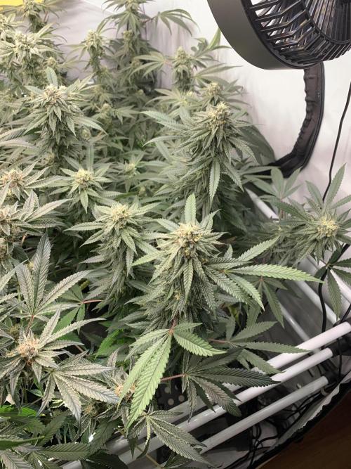 1.Bonsai: Lemon Cherry Runtz✌️. Week 26 - 11.5.