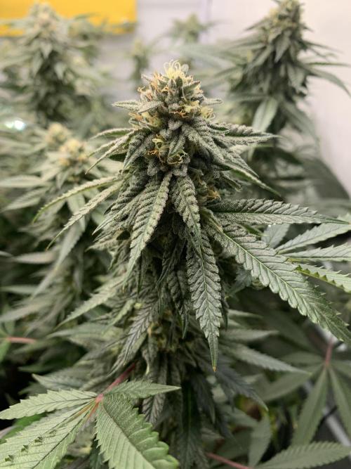 1.Bonsai: Lemon Cherry Runtz✌️. Week 26 - 11.5.