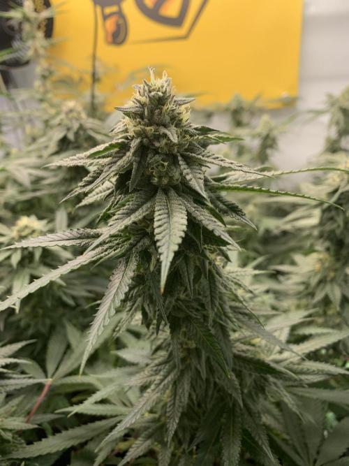 1.Bonsai: Lemon Cherry Runtz✌️. Week 26 - 11.5.