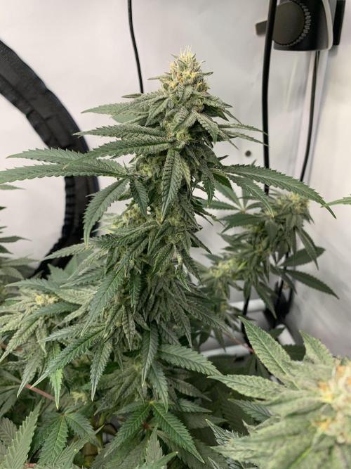 1.Bonsai: Lemon Cherry Runtz✌️. Week 26 - 11.5.