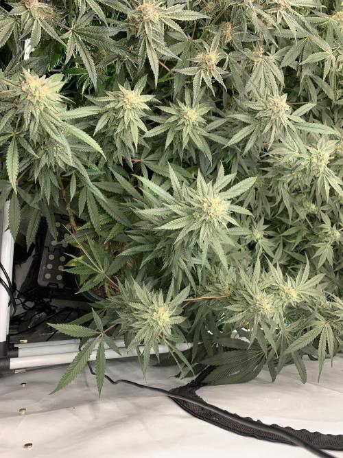 1.Bonsai: Lemon Cherry Runtz✌️. Week 26 - 11.5.