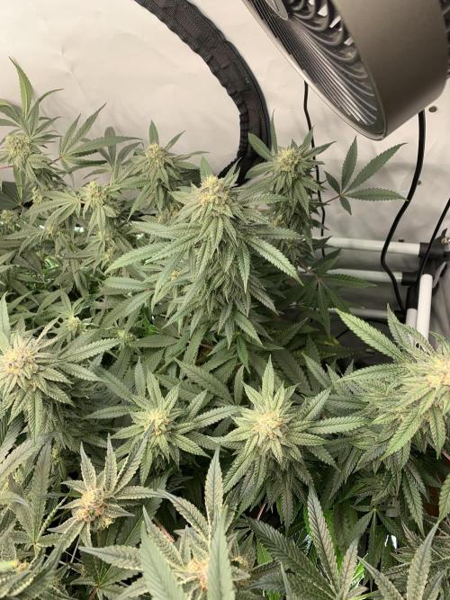 1.Bonsai: Lemon Cherry Runtz✌️. Week 26 - 11.5.