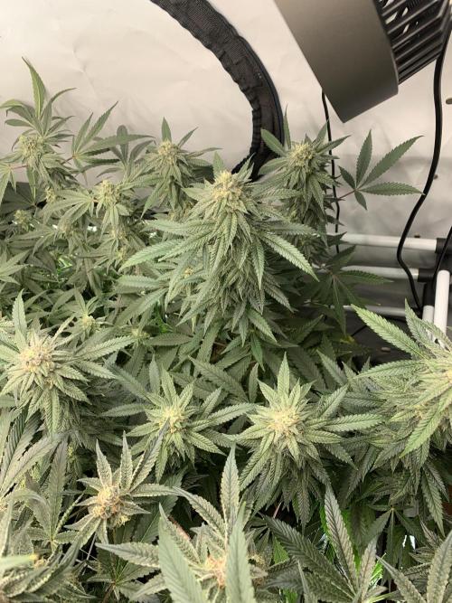 1.Bonsai: Lemon Cherry Runtz✌️. Week 26 - 11.5.