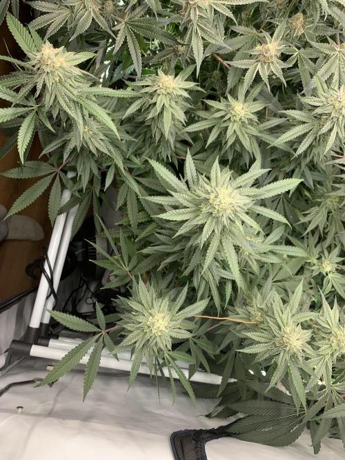 Lemon Cherry Runtz. Week 26