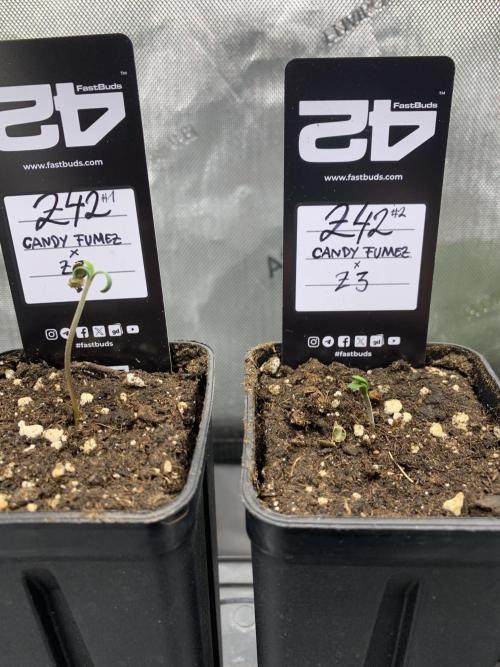 8.Grow: Z42. Week 0 - 11.05.