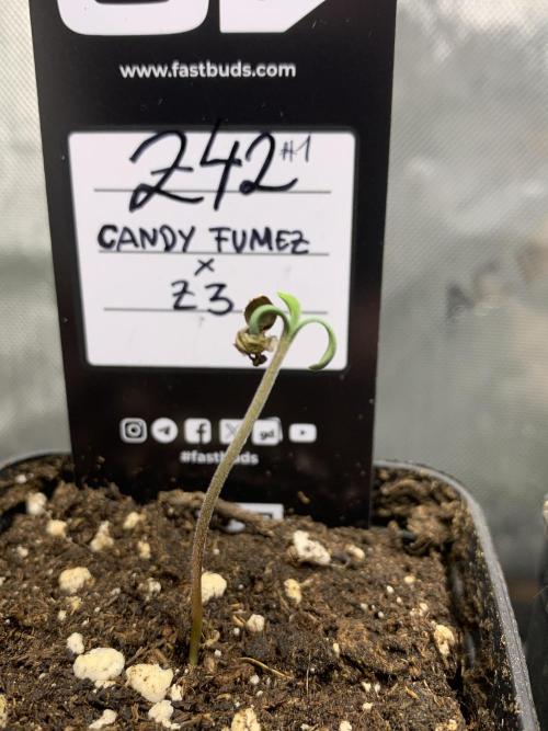8.Grow: Z42. Week 0 - 11.05. #1