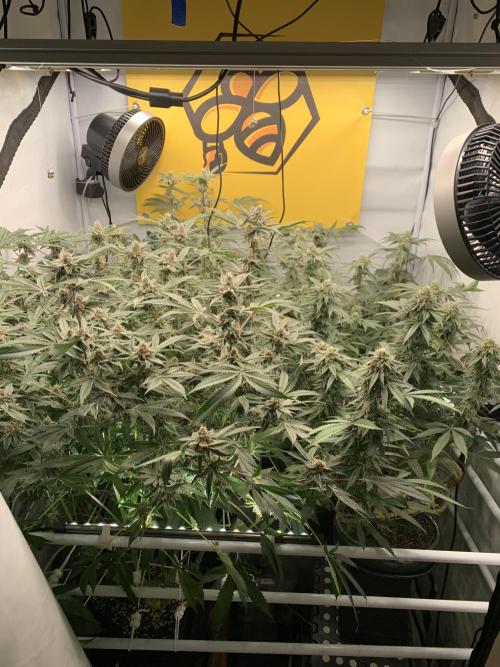 7.Grow: Kmintz & Radical Juice. Week 18 - 14.05.