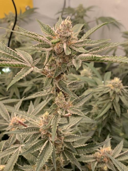 7.Grow: Kmintz & Radical Juice. Week 18 - 14.05. Radical Juice #1
