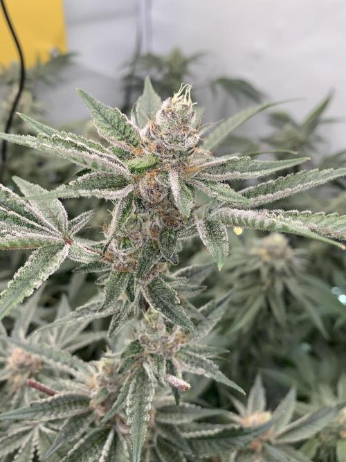 7.Grow: Kmintz & Radical Juice. Week 18 - 14.05. Radical Juice #1