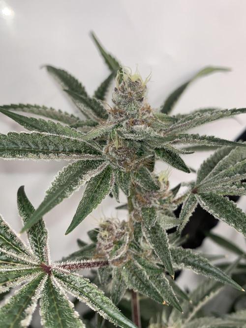 7.Grow: Kmintz & Radical Juice. Week 18 - 14.05. Radical Juice #1