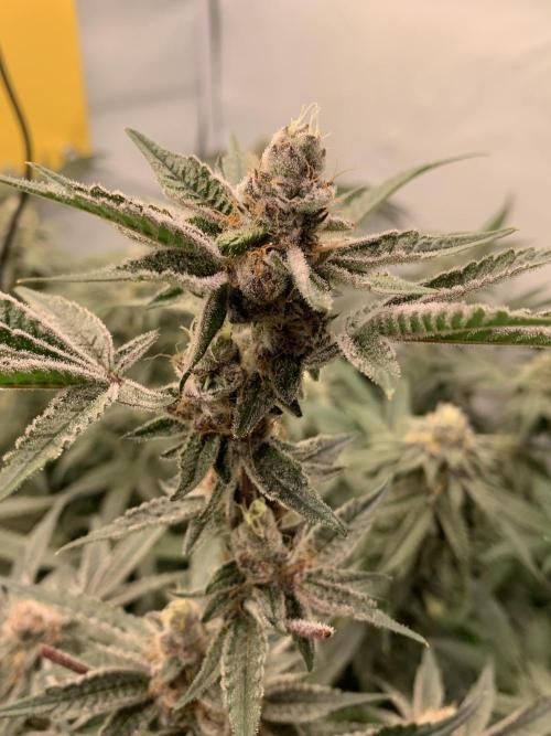 7.Grow: Kmintz & Radical Juice. Week 18 - 14.05. Radical Juice #1