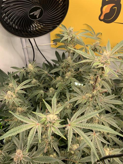 7.Grow: Kmintz & Radical Juice. Week 18 - 14.05. Radical Juice #2