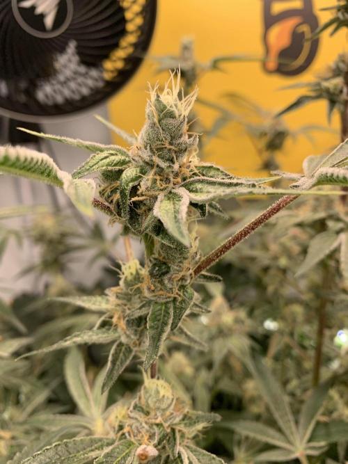 7.Grow: Kmintz & Radical Juice. Week 18 - 14.05. Radical Juice #2