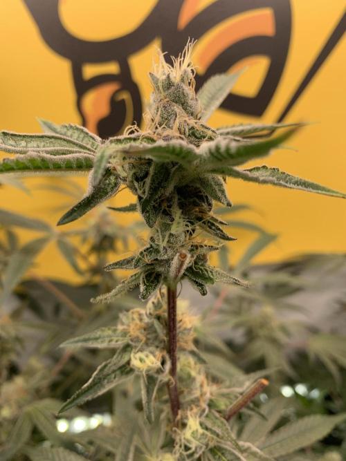 7.Grow: Kmintz & Radical Juice. Week 18 - 14.05. Radical Juice #2