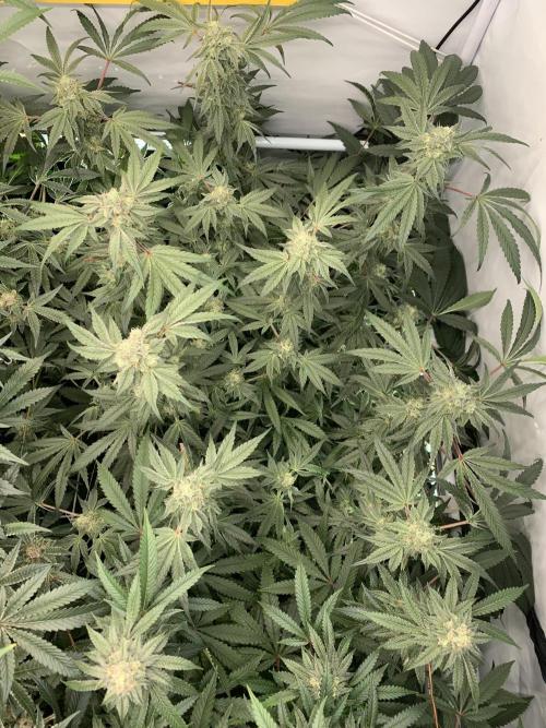 7.Grow: Kmintz & Radical Juice. Week 18 - 14.05. Kmintz 