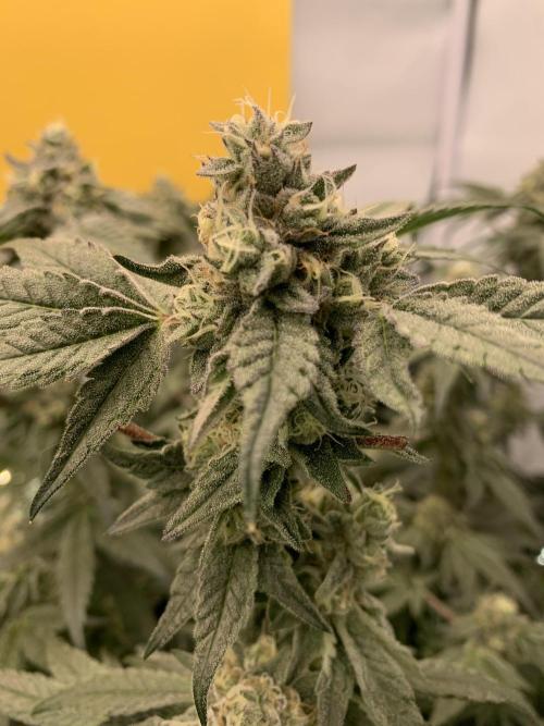 7.Grow: Kmintz & Radical Juice. Week 18 - 14.05. Kmintz 