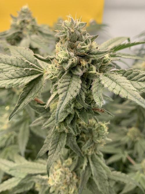 7.Grow: Kmintz & Radical Juice. Week 18 - 14.05. Kmintz 