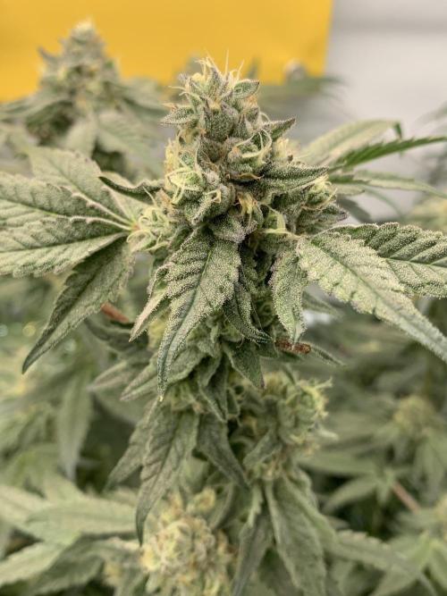 7.Grow: Kmintz & Radical Juice. Week 18 - 14.05. Kmintz 