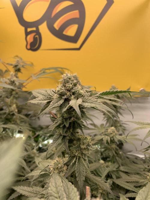 7.Grow: Kmintz & Radical Juice. Week 18 - 14.05. Kmintz 