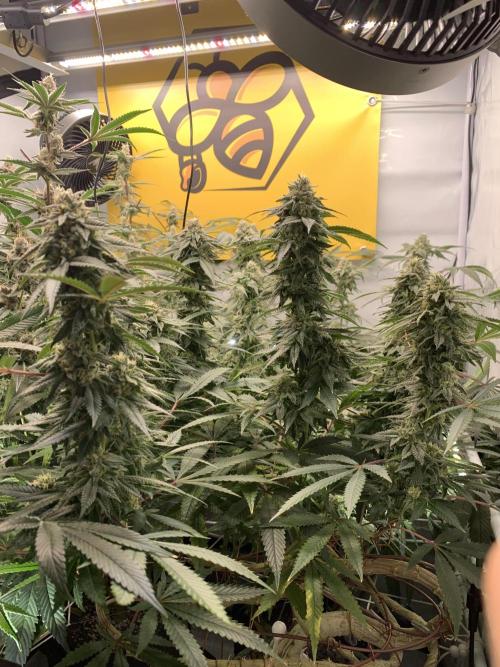1.Bonsai: Lemon Cherry Runtz✌️. Week 26 - 14.5.