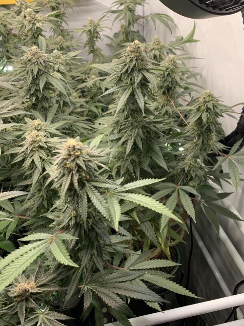 Lemon Cherry Runtz. Week 26