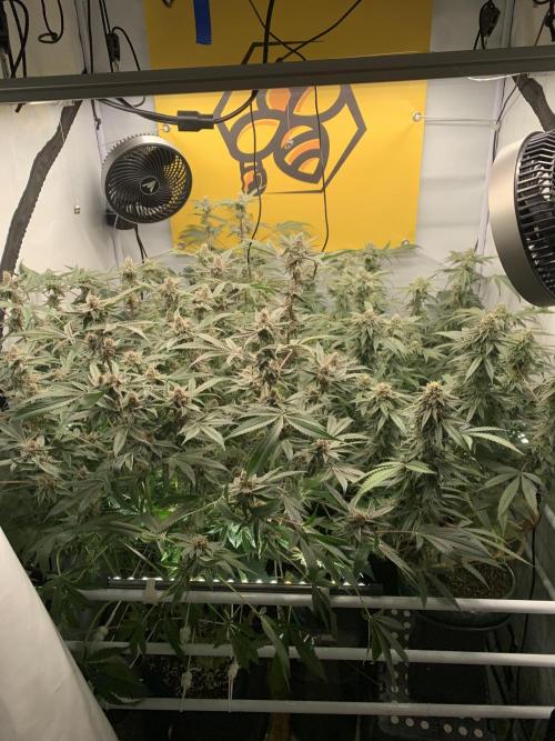7.Grow: Kmintz & Radical Juice. Week 18 - 16.5.