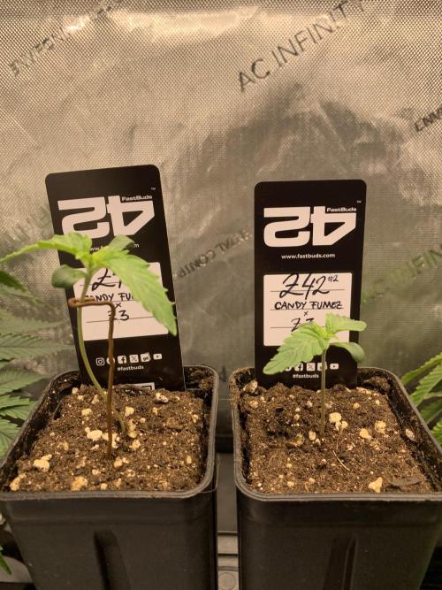 8.Grow: Z42. Week 1 - 16.5.