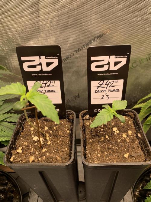 Z42. Week 1