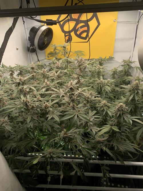 7.Grow: Kmintz & Radical Juice. Week 18 - 17.5.