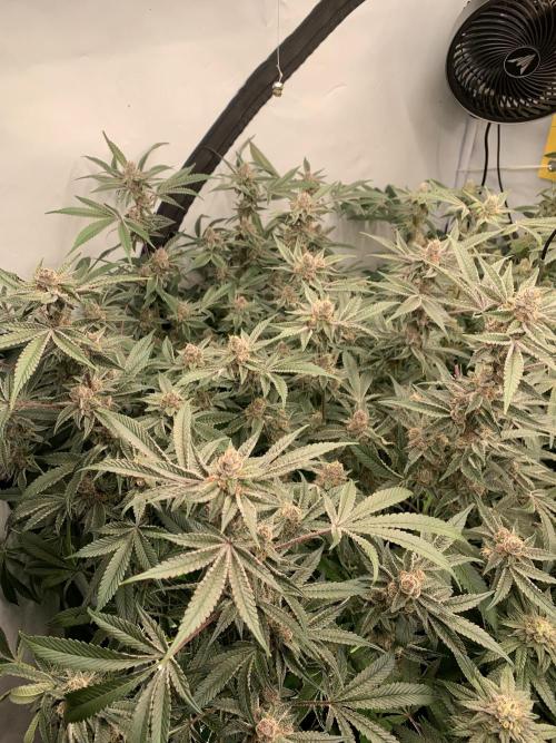 7.Grow: Kmintz & Radical Juice. Week 18 - 17.5. Radical Juice #1