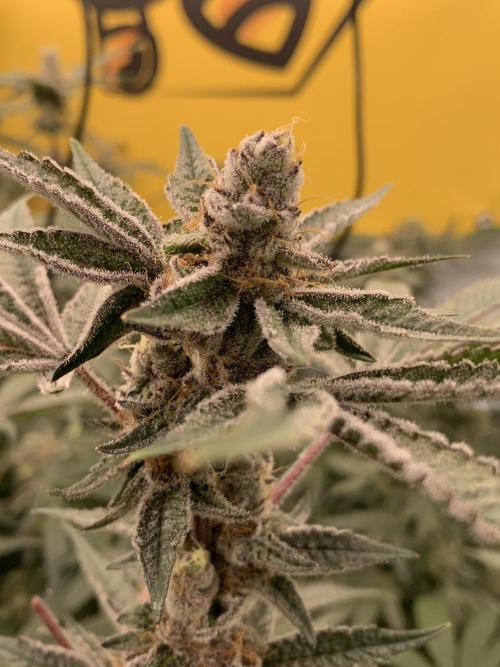 7.Grow: Kmintz & Radical Juice. Week 18 - 17.5. Radical Juice #1